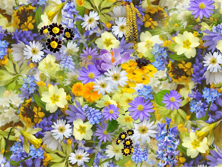 A colorful assortment of spring flowers, showcasing a vivid mix of colors and blooms.